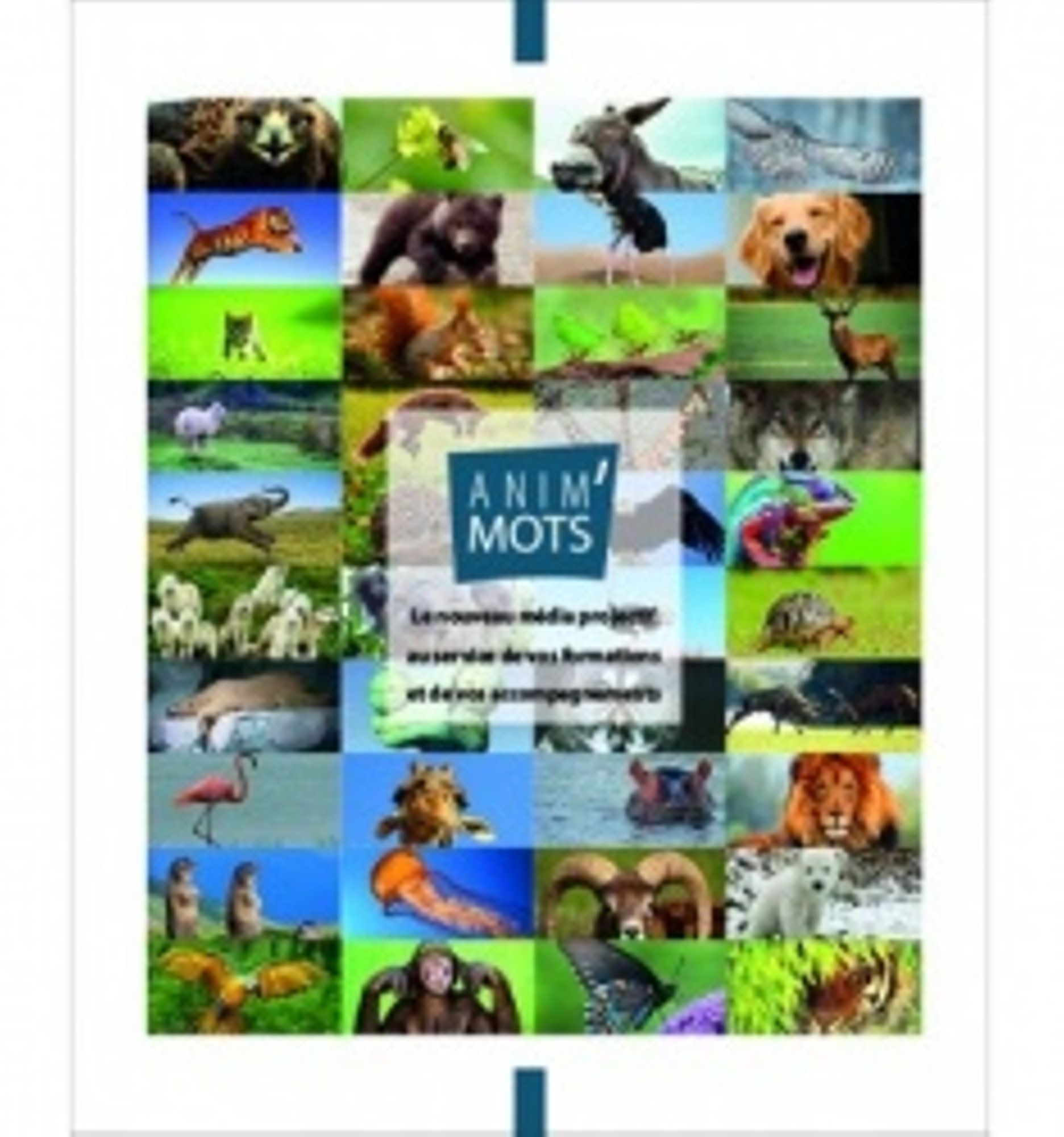 Outils pédagogiques autour des émotions et de la communication non violente 