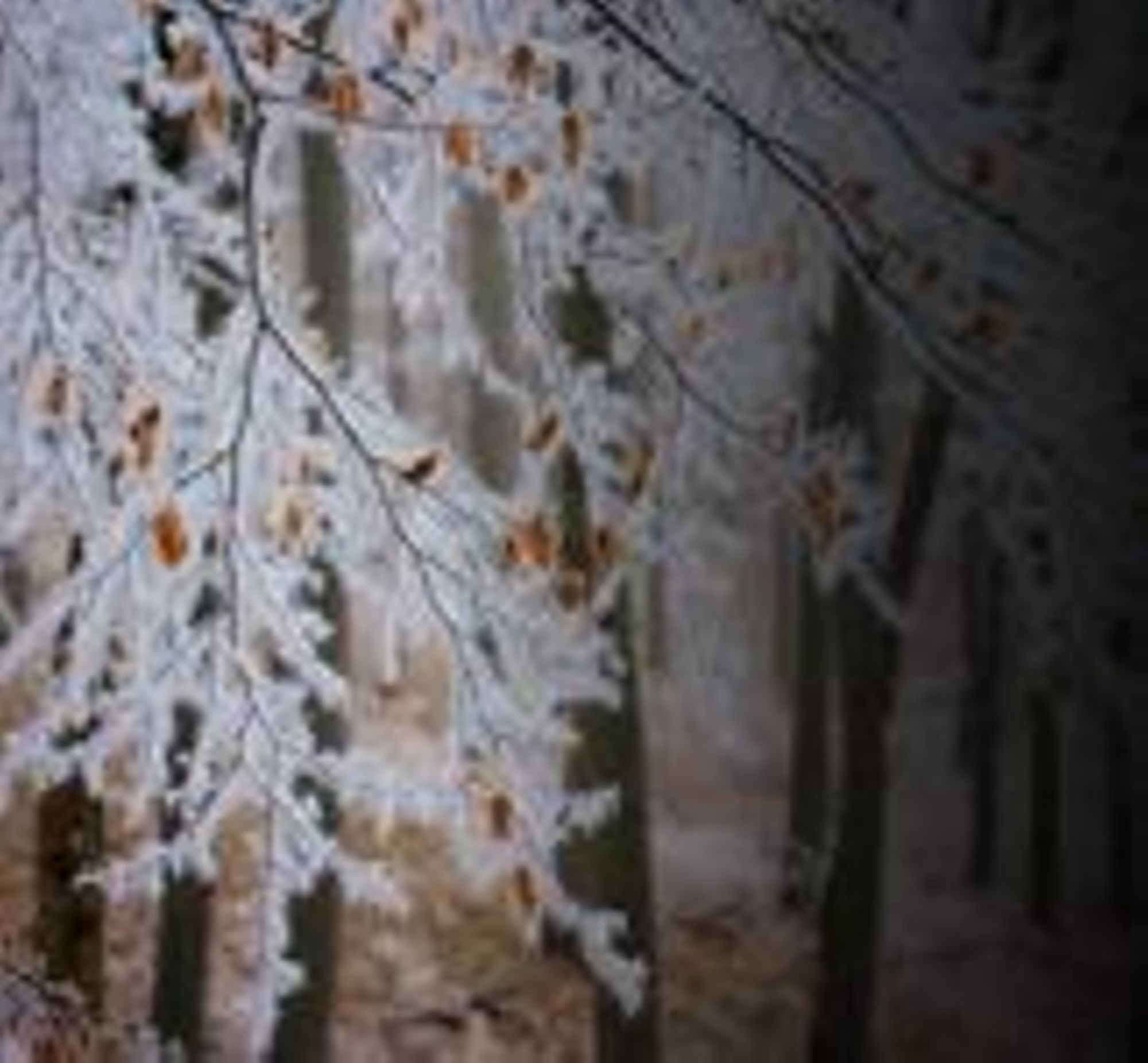 Meilleurs voeux 2021